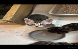 Mixed Breed cats for sale: Maine coon cross Bengal kittens ready now  - Image 14