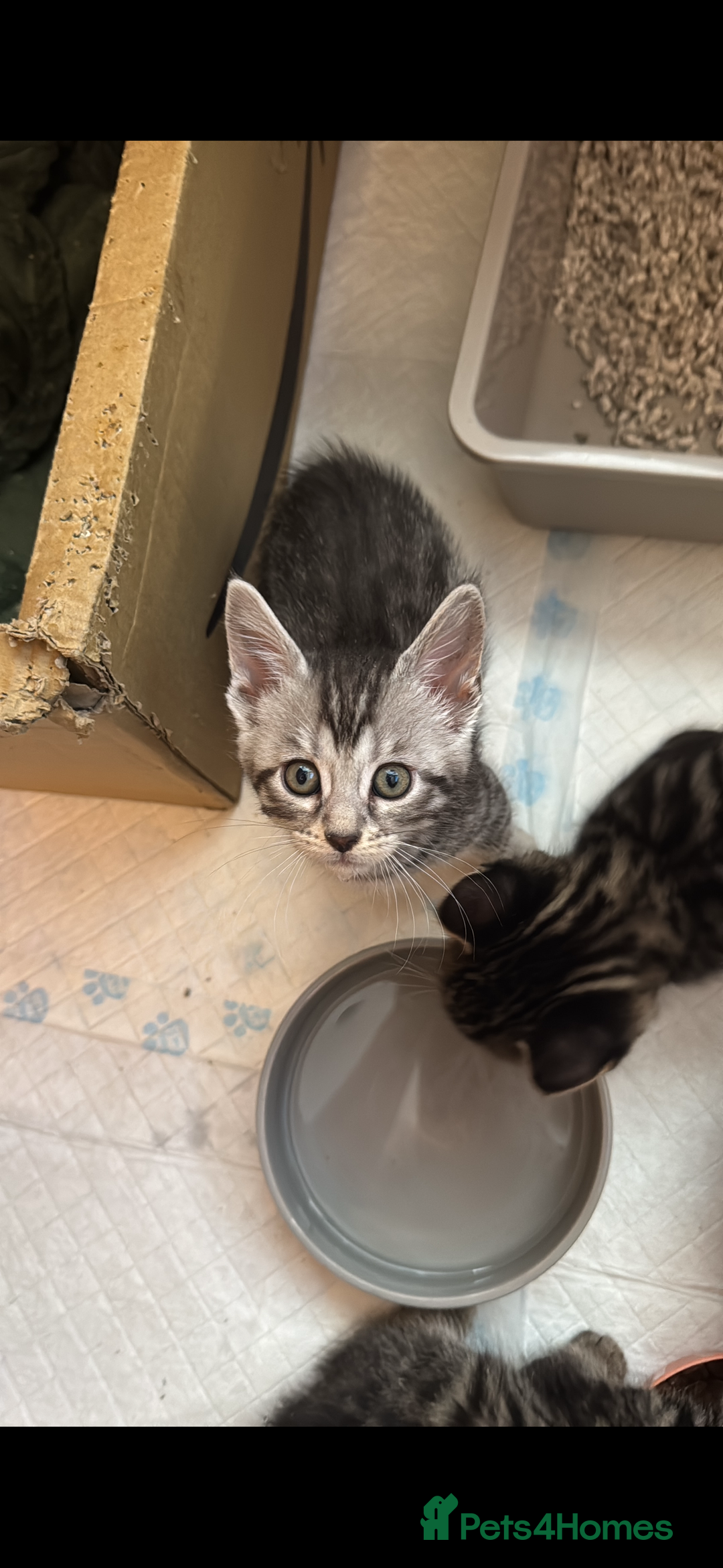 Mixed Breed cats for sale: Maine coon cross Bengal kittens ready now  - Image 14