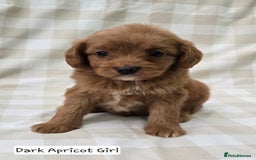 Cavapoo dogs for sale: SWEETEST CAVAPOO PUPPIES  - Image 10