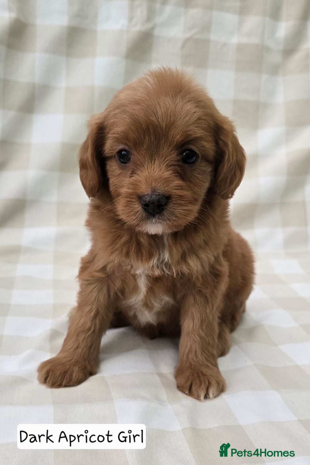 Cavapoo dogs for sale: SWEETEST CAVAPOO PUPPIES  - Image 10