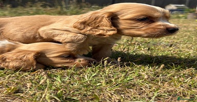 Cocker Spaniel dogs - Advert 13