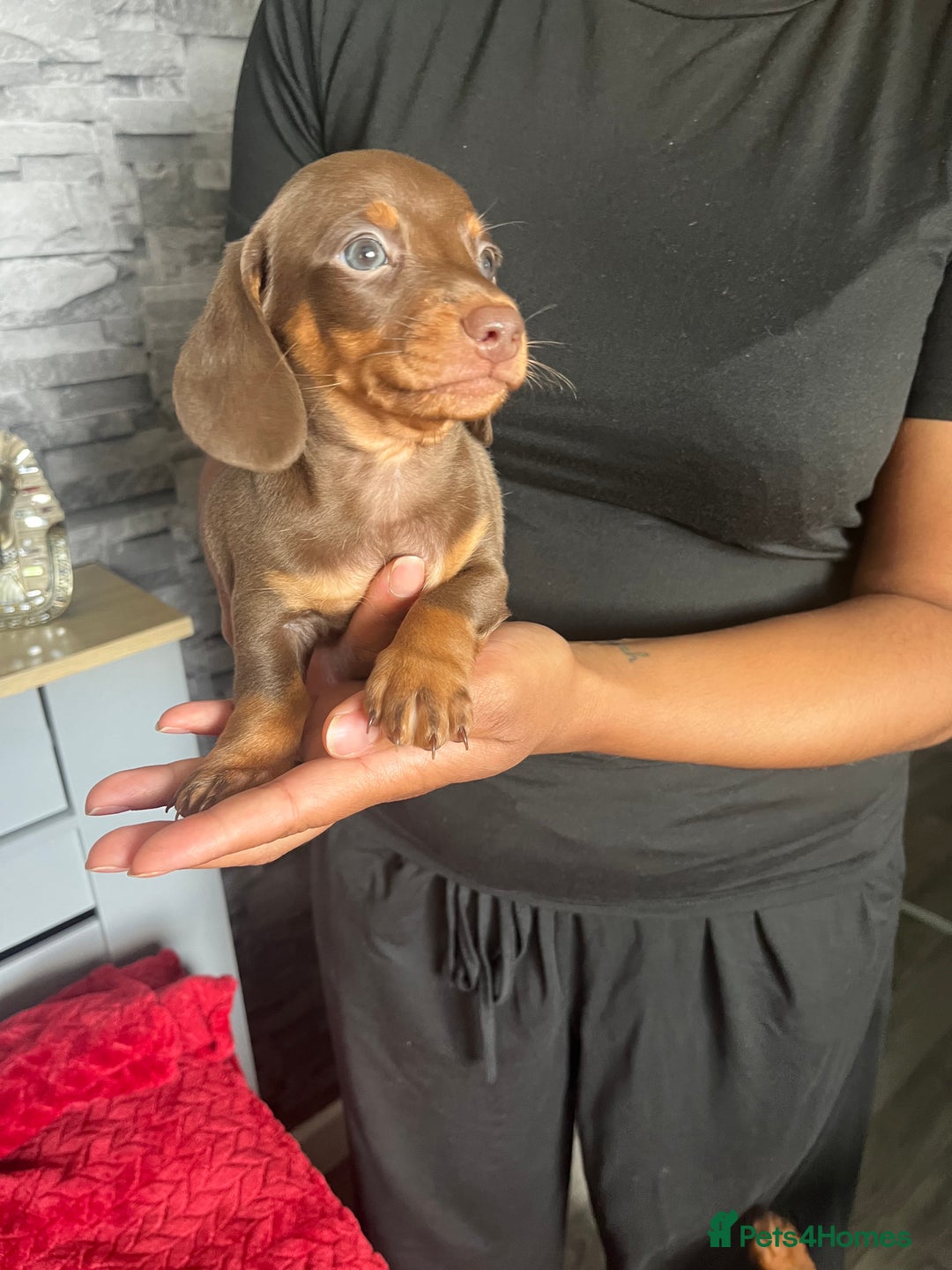 Miniature Dachshund dogs for sale: Beautiful miniature dachshund pups  - Image 11