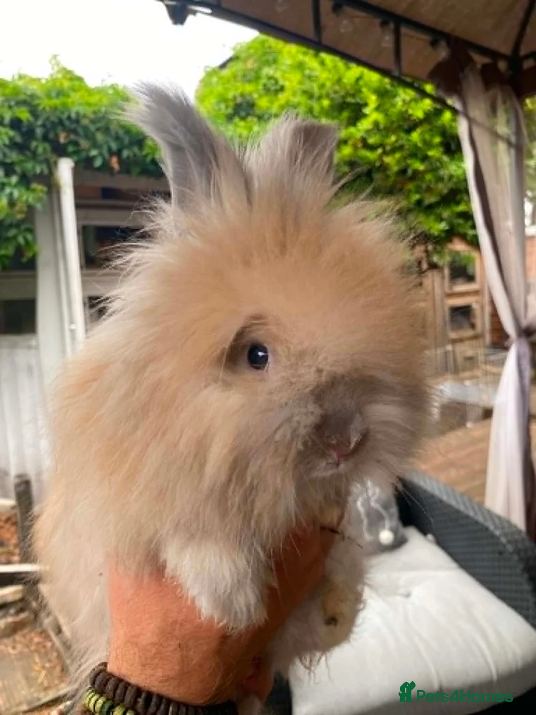 Lionhead rabbits for sale: English Full Face Angora Boy - Advert 12
