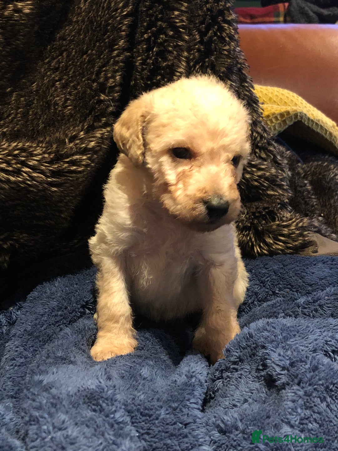 Labradoodle dogs for sale: READY NOW TOP QUALITY Standard F1 Labradoodles - Advert 21