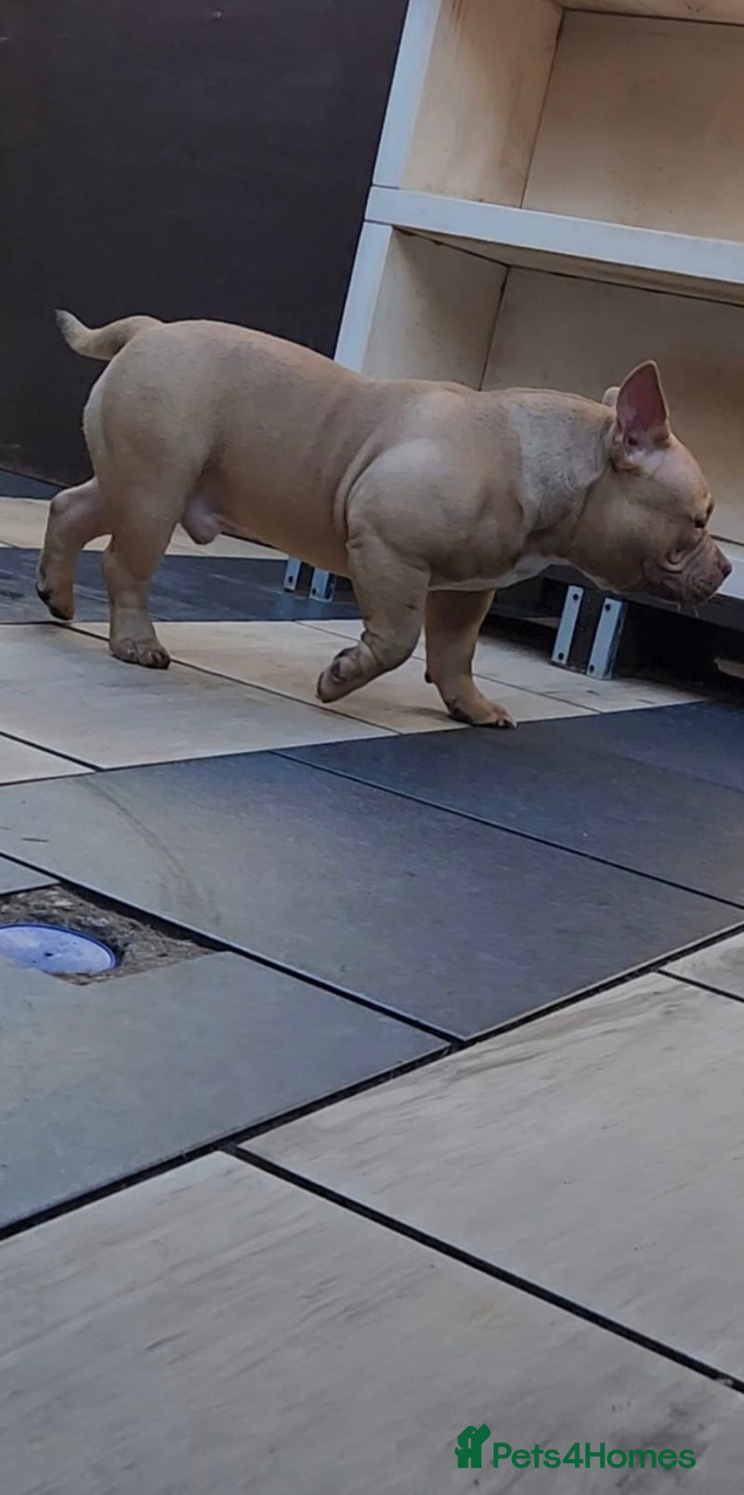 American Bully dogs for sale: American Bully Pocket Extreme Male  - Advert 13