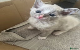 British Shorthair cats for sale: 6 adorable BSH kittens looking for forever homes  - Image 8