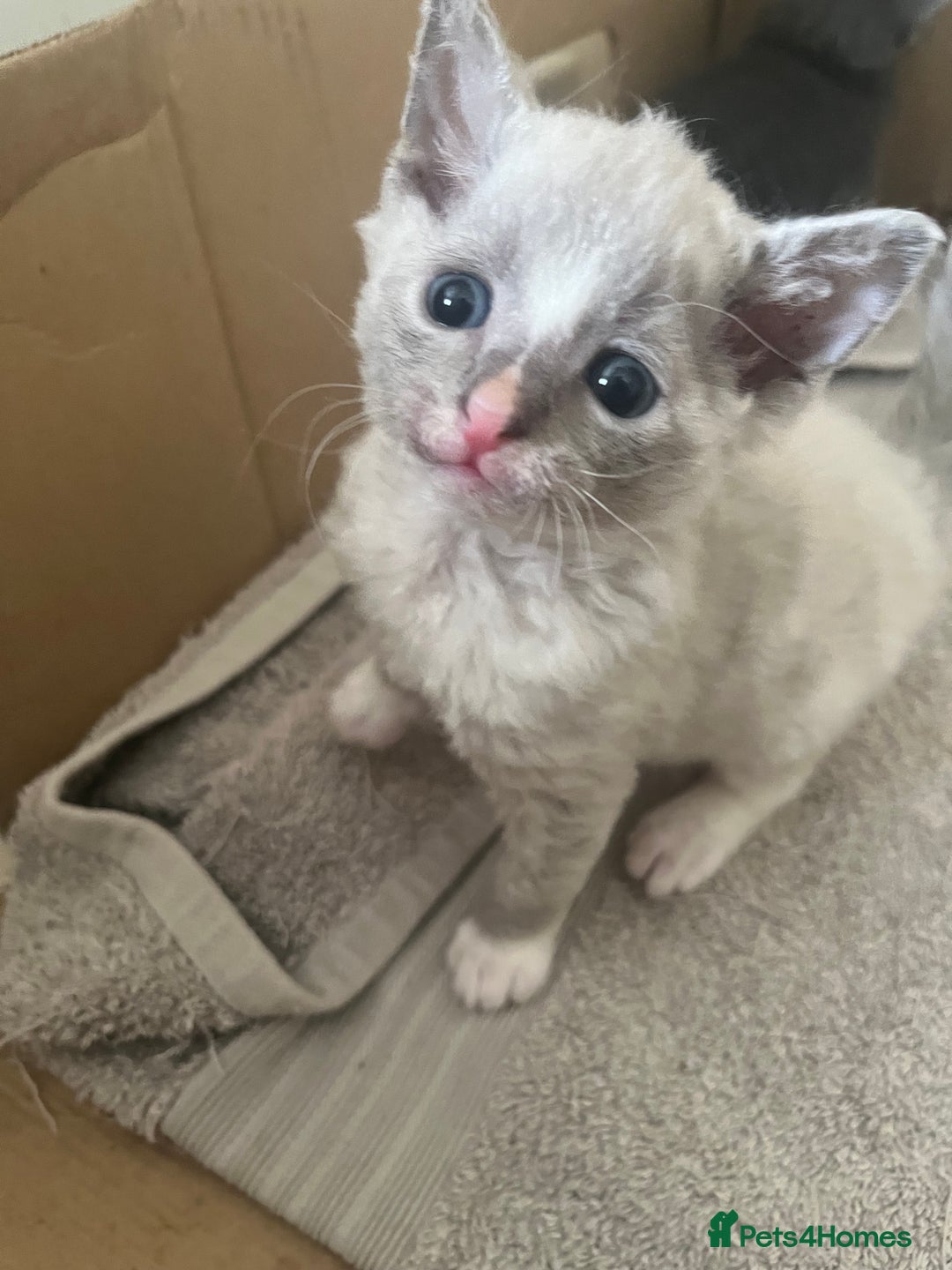British Shorthair cats for sale: 6 adorable BSH kittens looking for forever homes  - Image 8