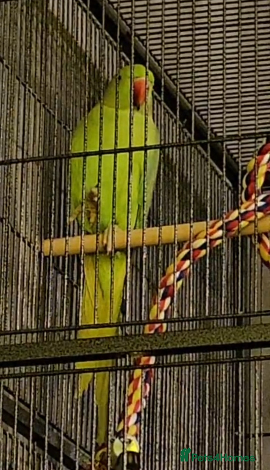 Ringnecks birds Ringneck parrot - Advert 1