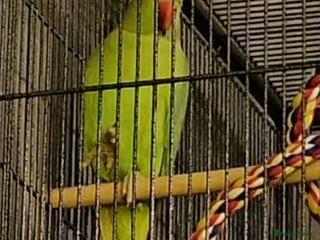 Ringnecks birds Ringneck parrot - Advert 1