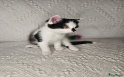 Scottish Fold cats for sale: Scottish straight x British short kittens  - Image 6