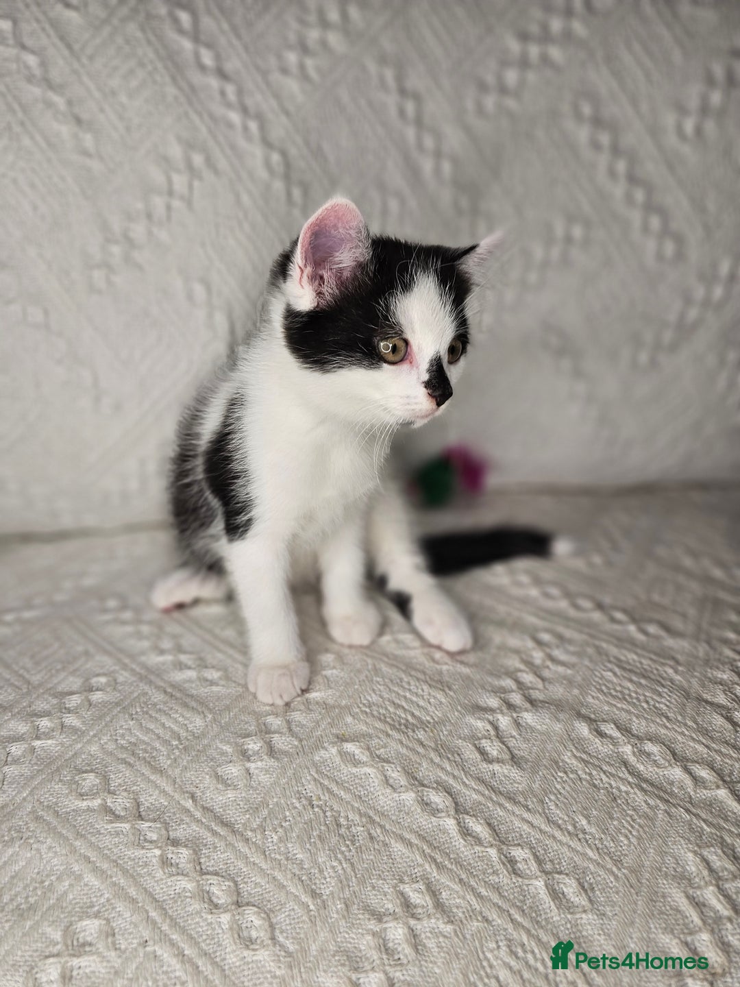 Scottish Fold cats for sale: Scottish straight x British short kittens  - Image 6