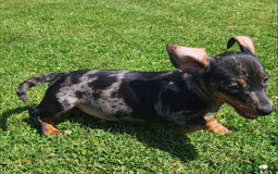 Miniature Dachshund dogs for sale: Adorable Miniature Dachshund Pups Ready to Leave! - Image 9