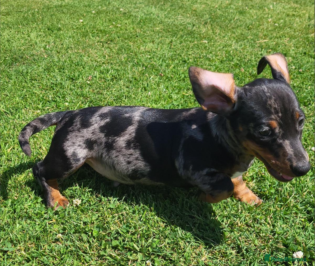 Miniature Dachshund dogs for sale: Adorable Miniature Dachshund Pups Ready to Leave! - Image 9
