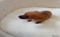 Chorkie dogs for sale: Chihuahua x Yorkshire terrier  - Image 12