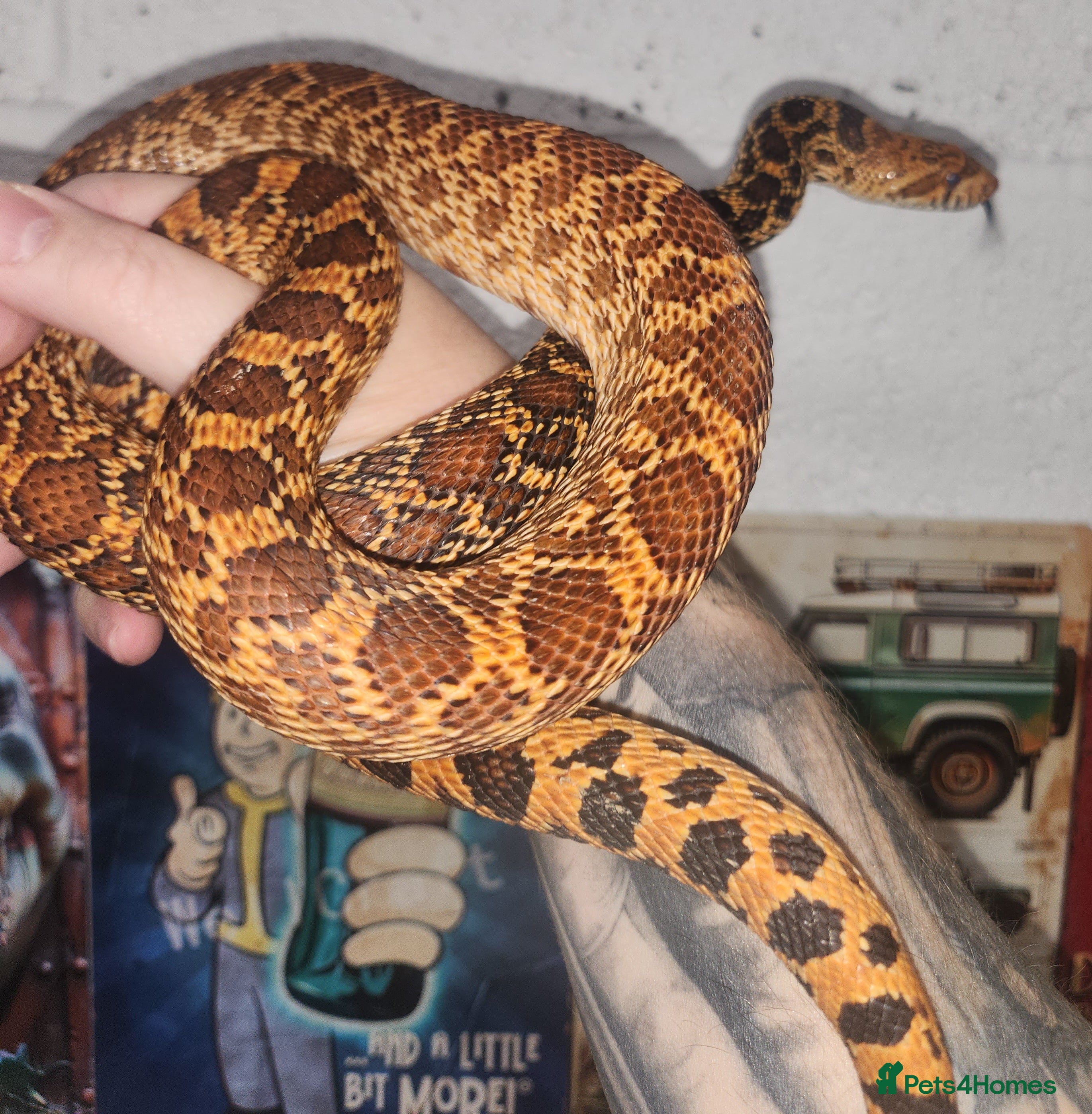 Corn Snake reptiles Kingsville red bullsnakes - Advert 1