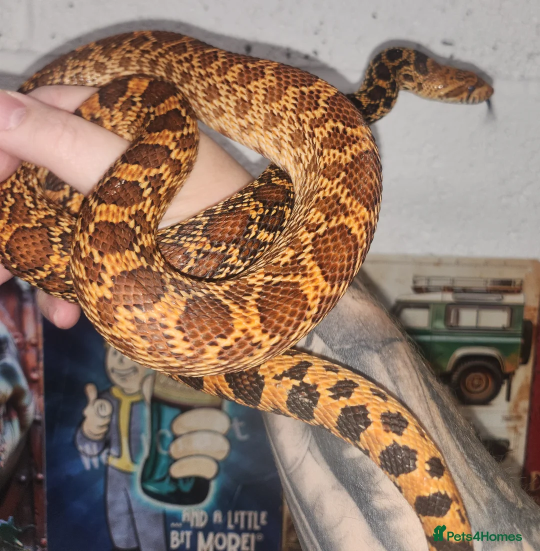 Corn Snake reptiles for sale: Kingsville red bullsnakes - Advert 1