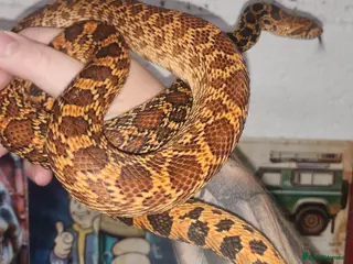 Corn Snake reptiles Kingsville red bullsnakes - Advert 1