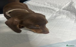 Miniature Dachshund dogs for sale: Beautiful Miniature Dachshunds  - Image 8