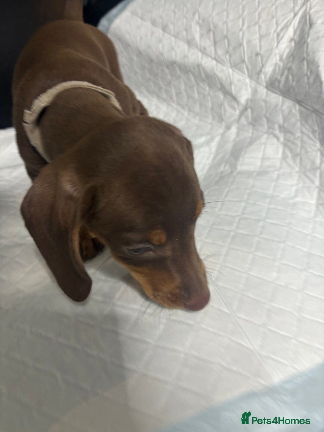 Miniature Dachshund dogs for sale: Beautiful Miniature Dachshunds  - Image 8