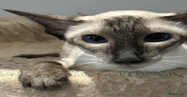 Siamese cats - Advert 1