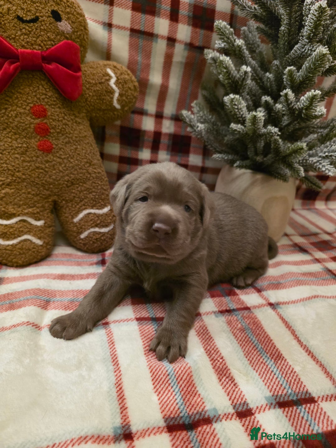 Labrador Retriever dogs for sale: Silver Labrador Puppies For Sale - Advert 35
