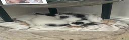 Mixed Breed cats for sale: 2 beautiful male kittens  - Advert 2