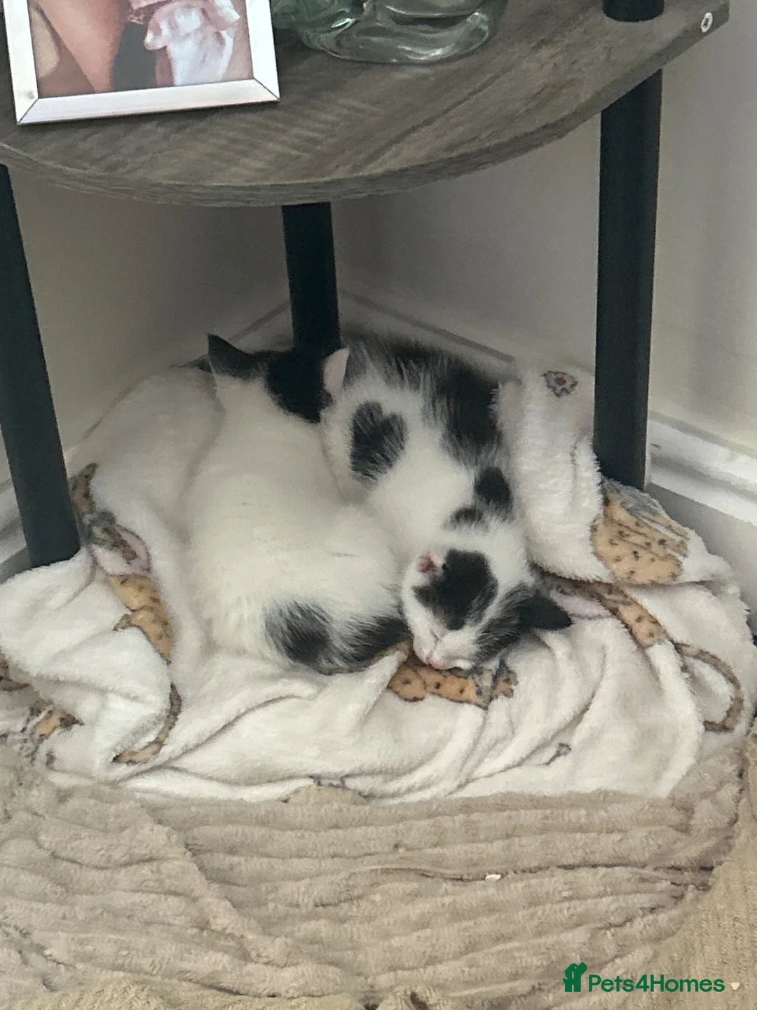 Mixed Breed cats for sale: 2 beautiful male kittens  - Advert 2