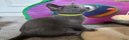 Russian Blue cats for sale: Russian Blue Kittens  - Advert 34