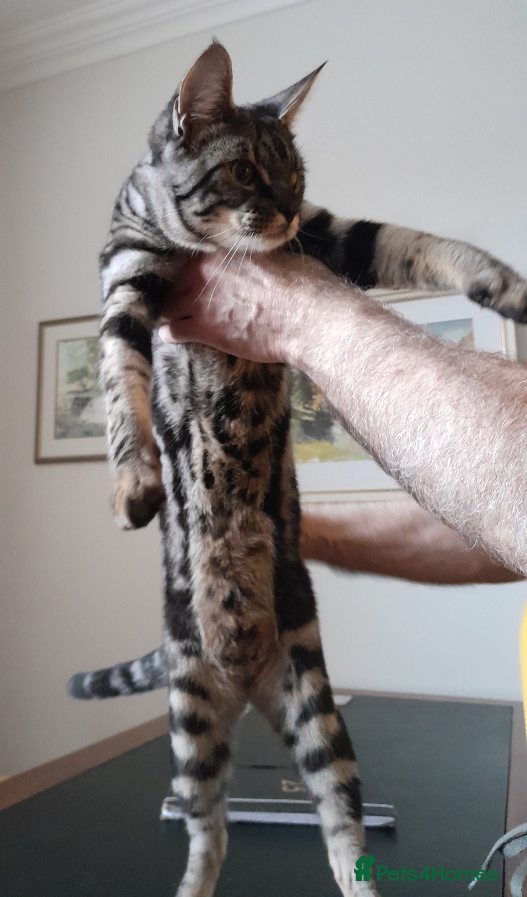 Savannah cats for sale: Full Pedigree & TICA Reg F5 Marble Savannah Kitten - Advert 20