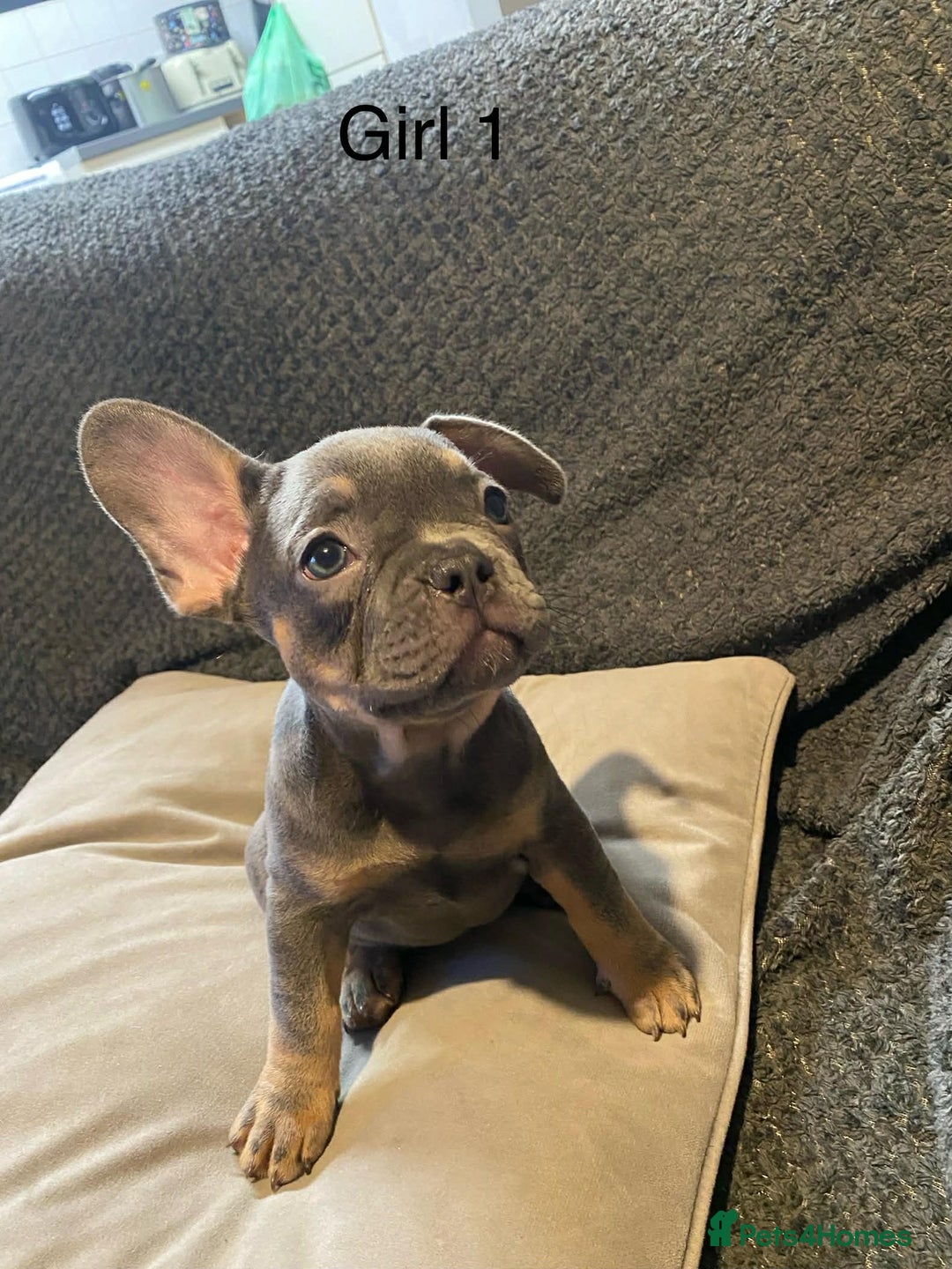 French Bulldog dogs for sale: French bulldog puppies x7  - Advert 8