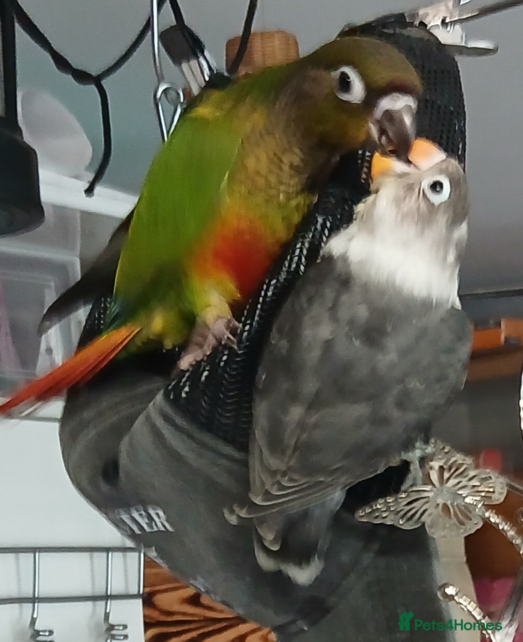 Lovebirds birds for sale: Fischers lovebirds handreared x2 - Image 24
