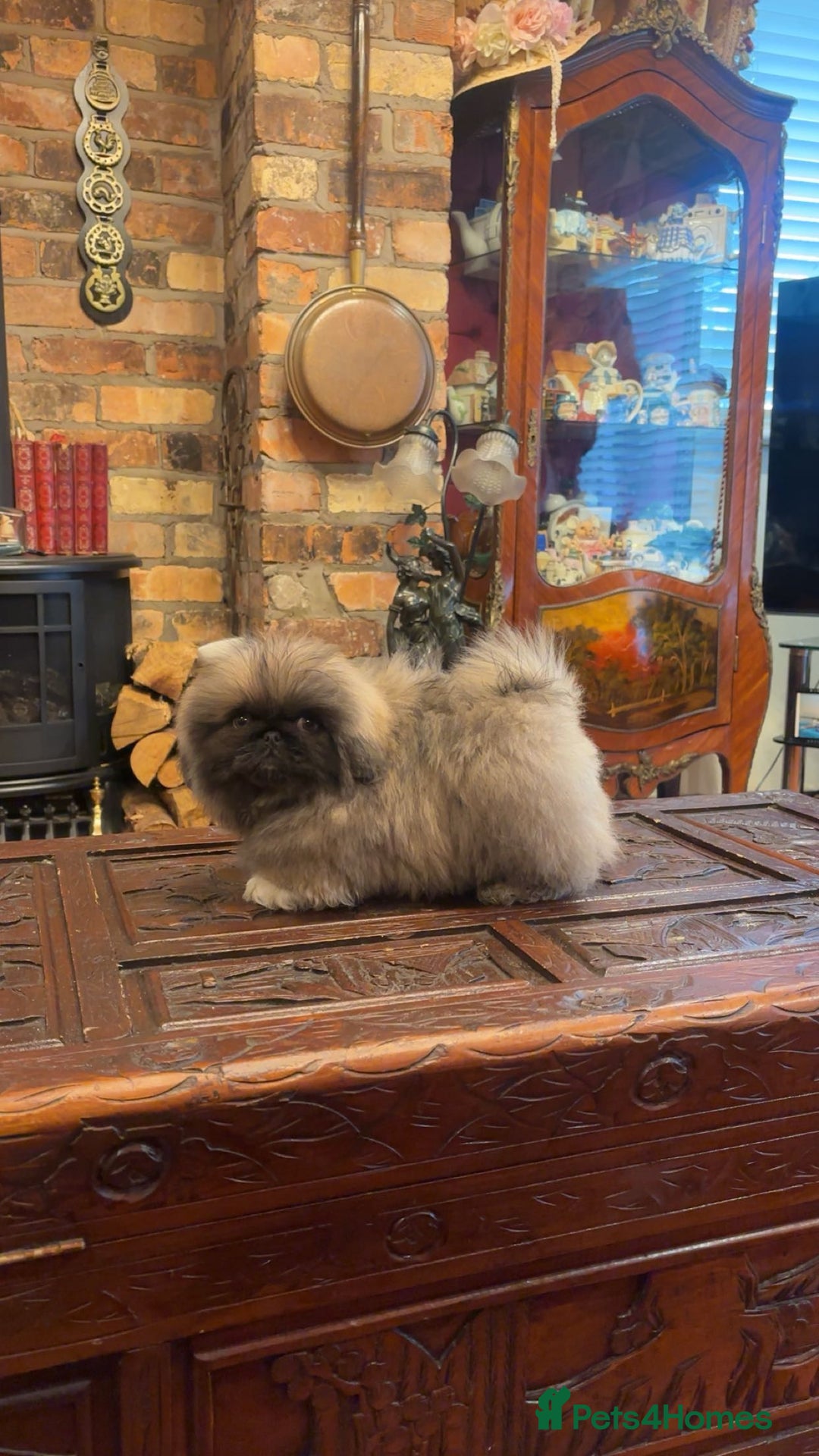 Pekingese dogs for sale: Stunning Pekingese puppies  - Advert 13