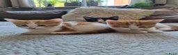 Mixed Breed cats for sale: 3 lovely kitens - Advert 1