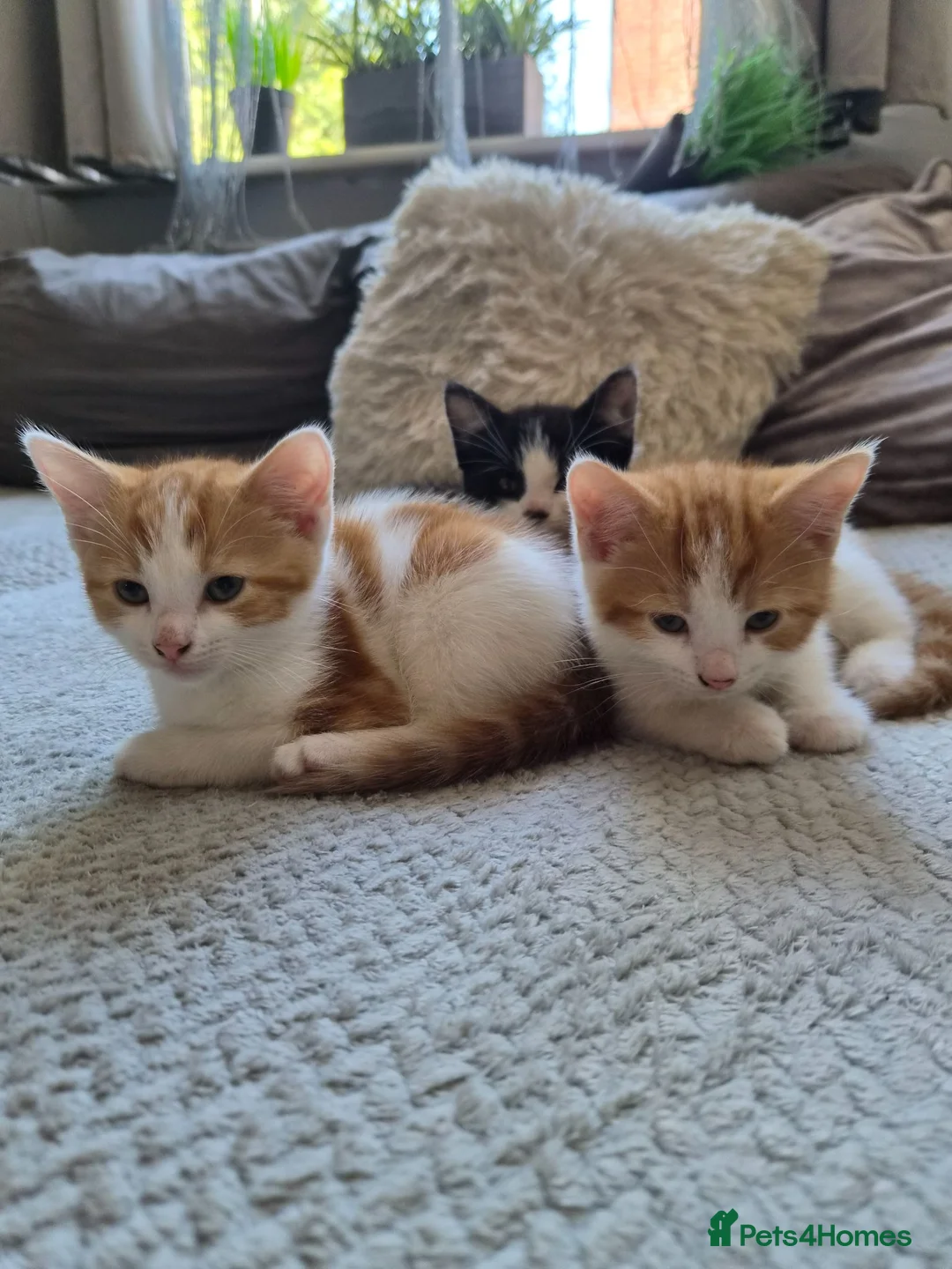 Mixed Breed cats for sale: 3 lovely kitens - Advert 1