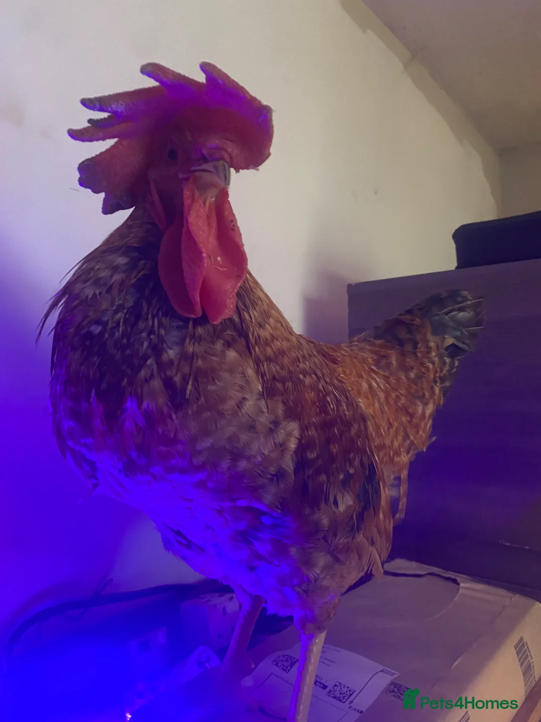 Chickens poultry for sale: Cockerel  - Advert 2