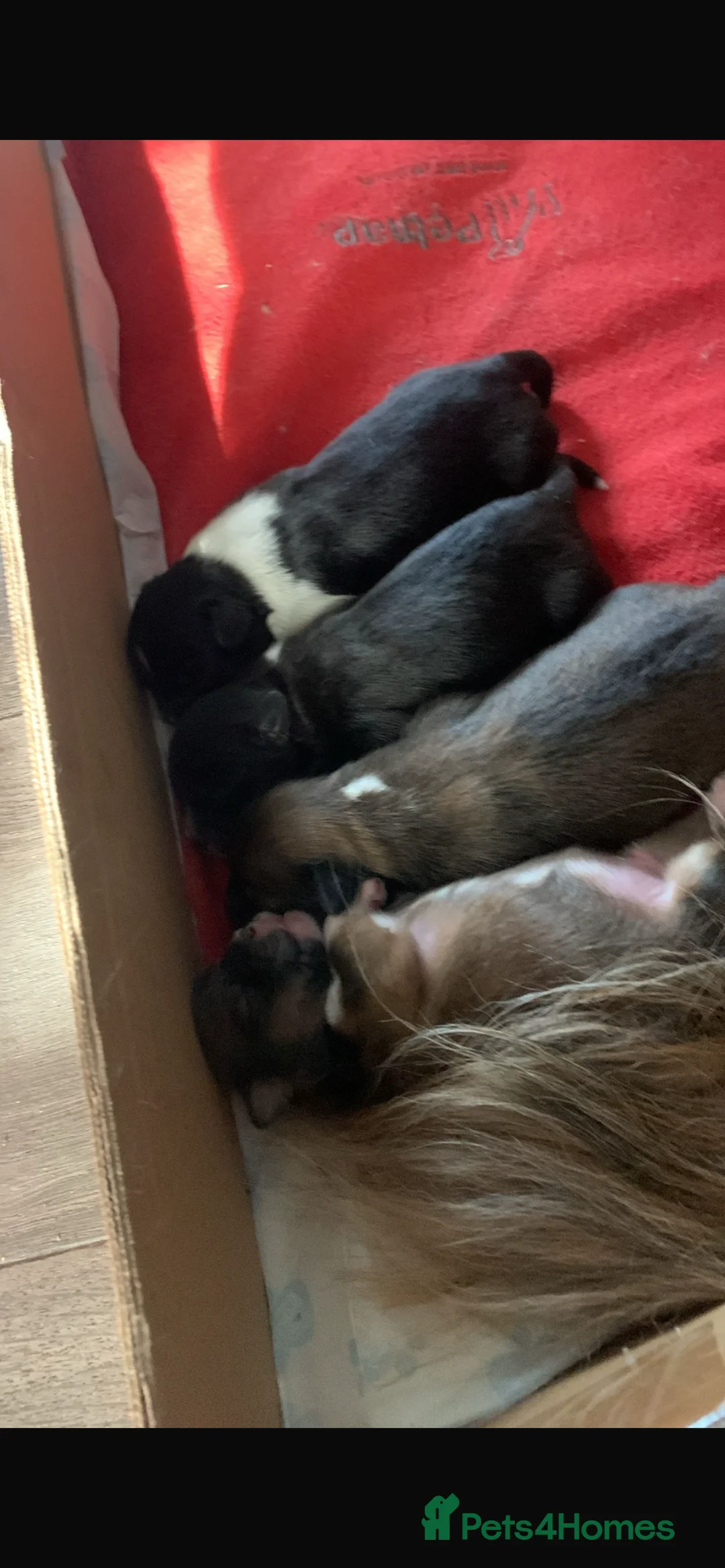 Lhasa Apso dogs for sale:  Kc registered Lhasa apso puppies in Manchester - Advert 4