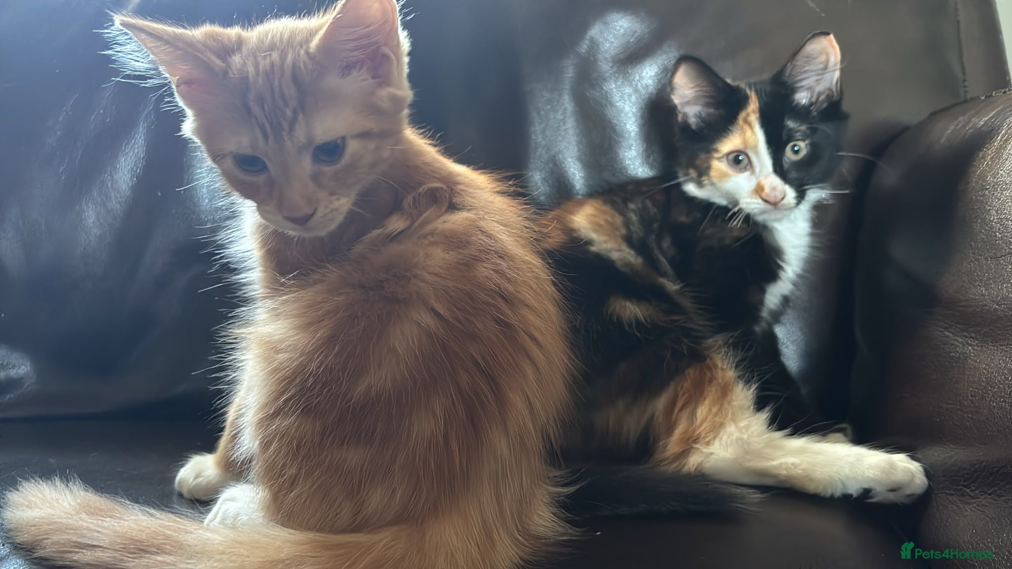 Mixed Breed cats Kittens:2 ginger/white girls, 1 calico girl, 2 Tux - Advert 3