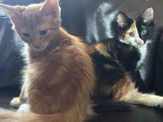 Mixed Breed cats Kittens:2 ginger/white girls, 1 calico girl, 2 Tux - Advert 3