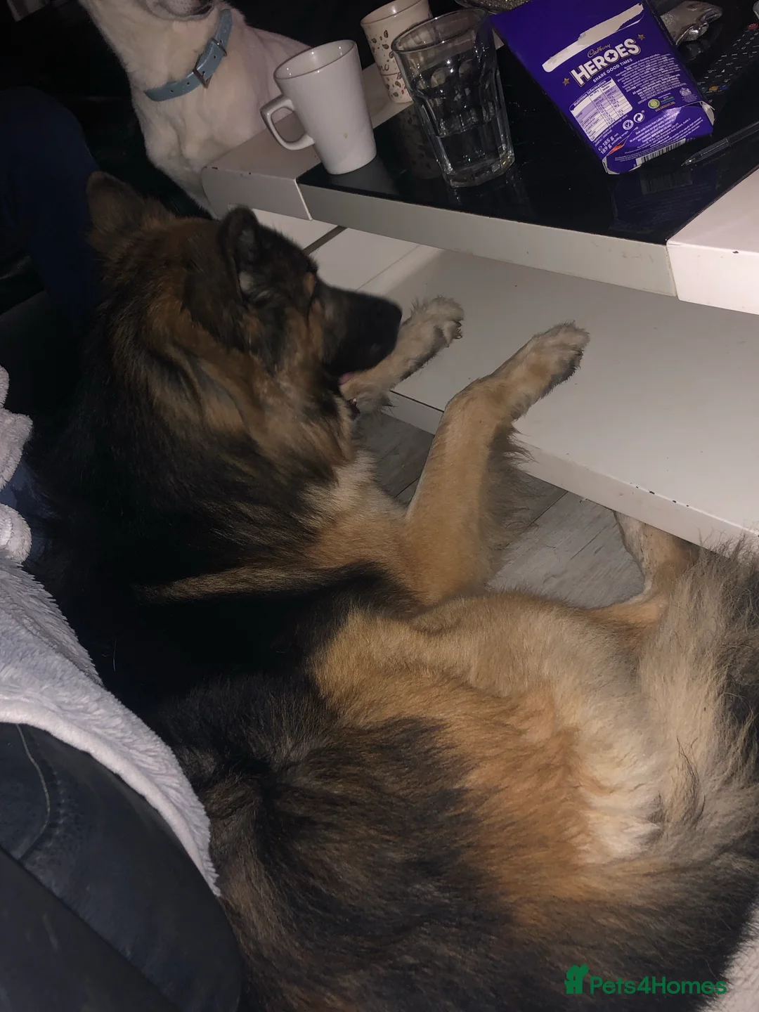 German Shepherd dogs for stud: German Shepard up for stud  in Erith - Advert 10