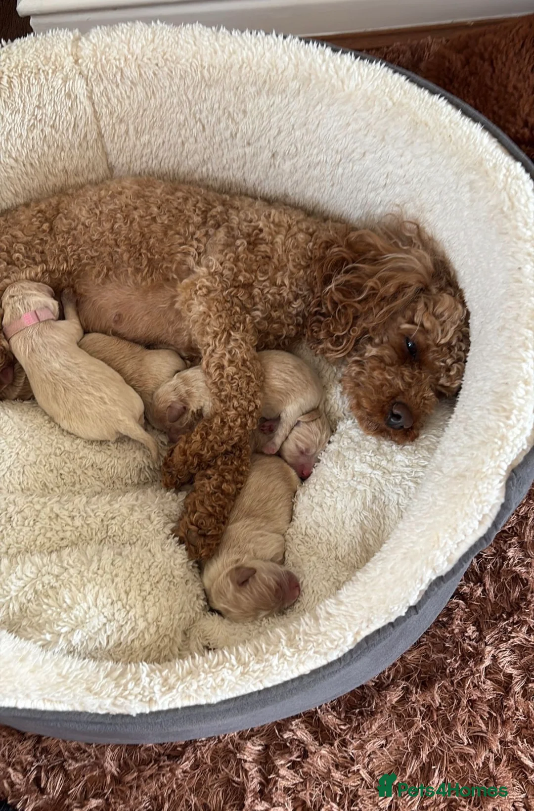 Mixed Breed dogs for sale: Cavamaltipoo puppies for sale - Advert 2