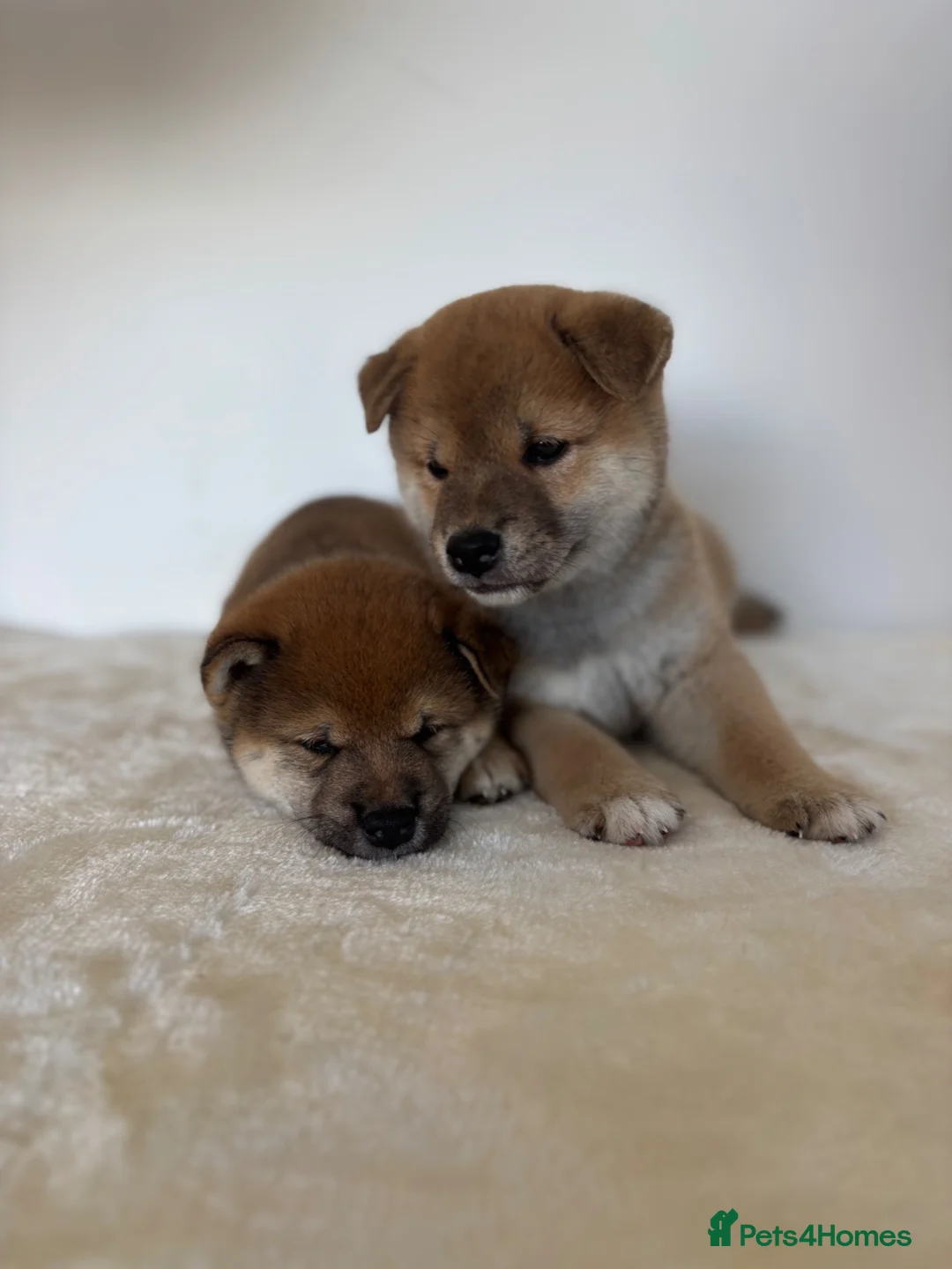 Japanese Shiba Inu dogs for sale: Japanese Shiba Inu puppies  - Advert 2