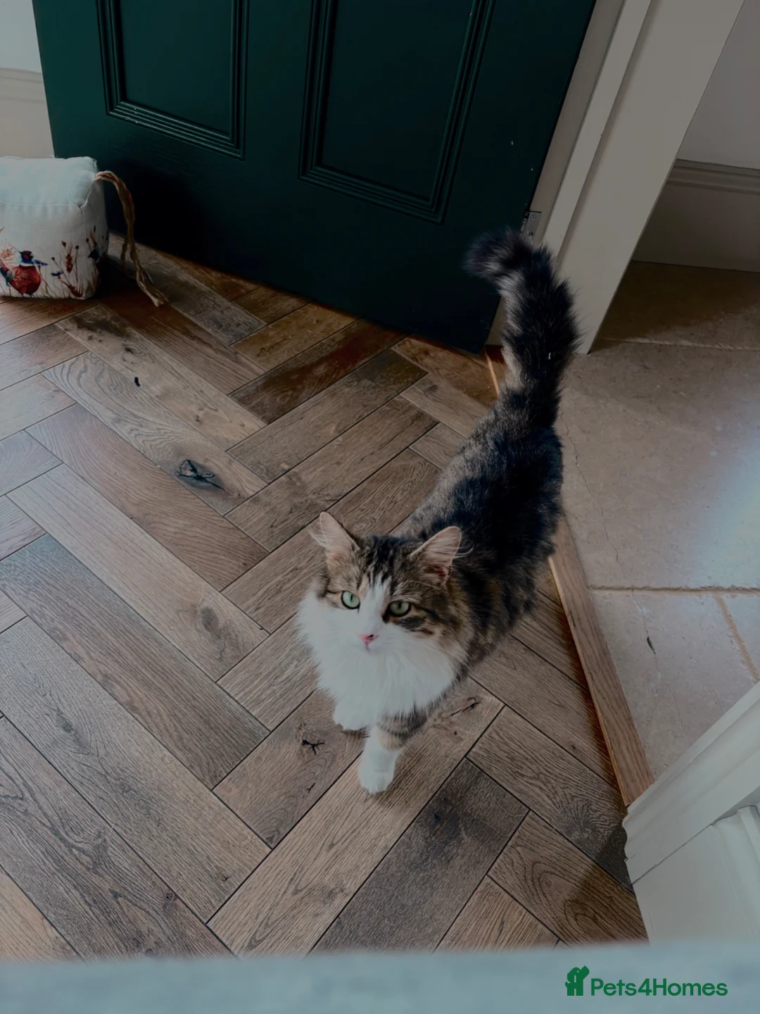 Siberian cats for sale: Beautiful part Siberian tiger striped boy left !!  - Advert 1