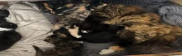 Mixed Breed cats for sale: Mixed Turkish Van Kittens  in Bristol - Advert 5