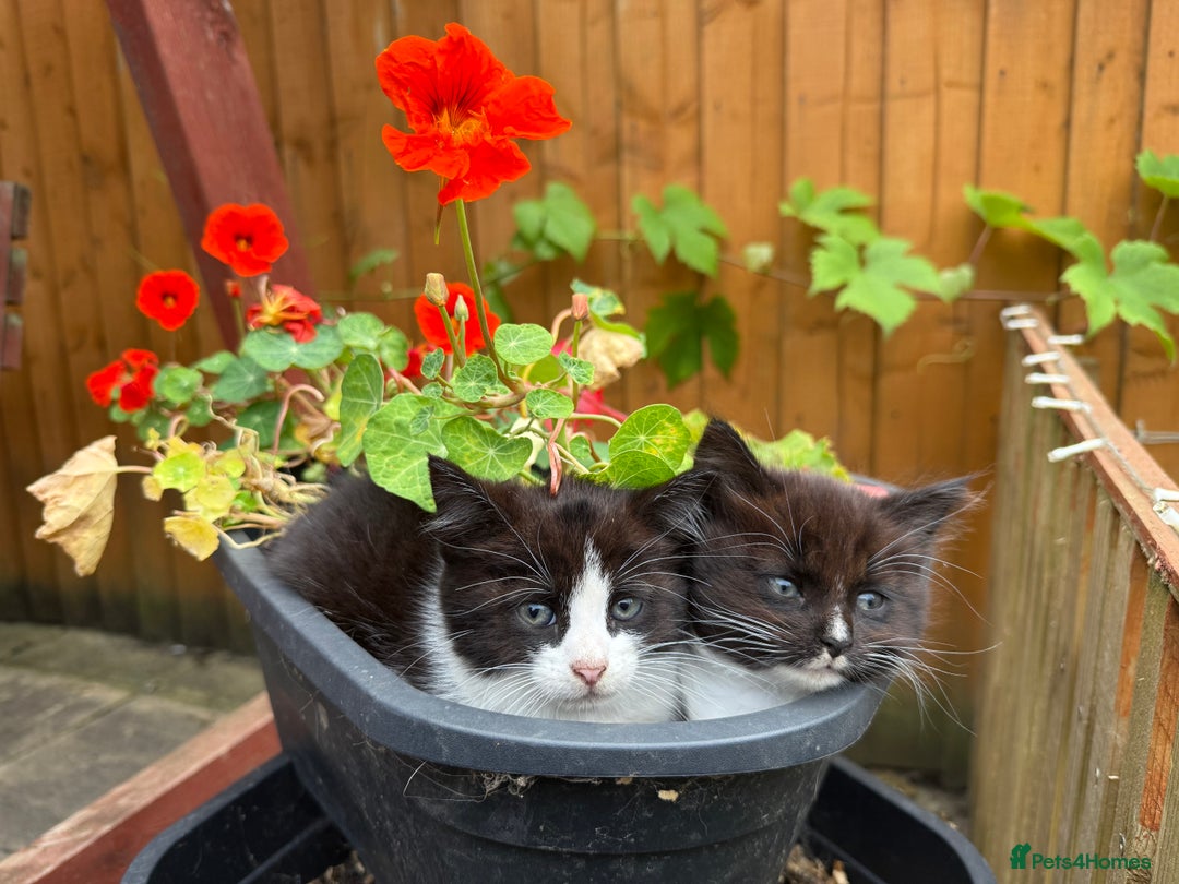 Mixed Breed cats for sale: 3 little kittens  - Image 5