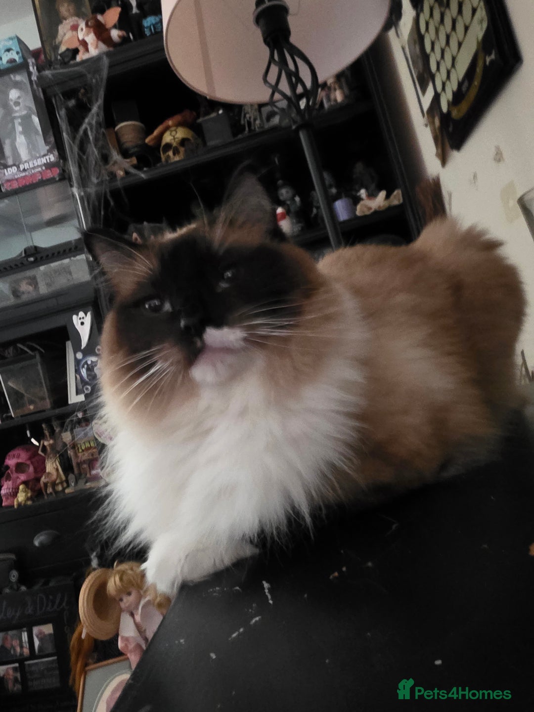 Ragdoll cats for sale: Beautiful Seal Point Ragdoll - Advert 8