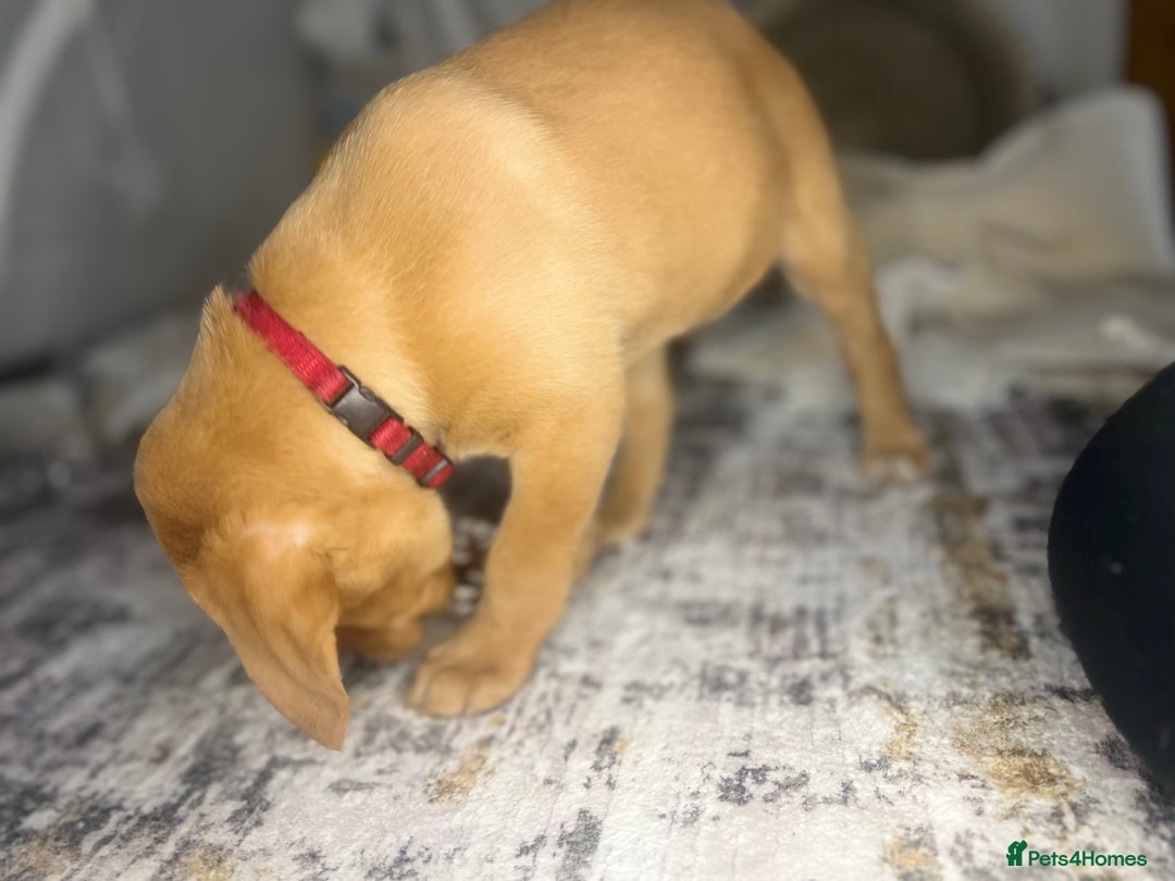 Labrador Retriever dogs for sale: Champion line KC reg dark Red Fox Yellow Labrador  - Advert 30