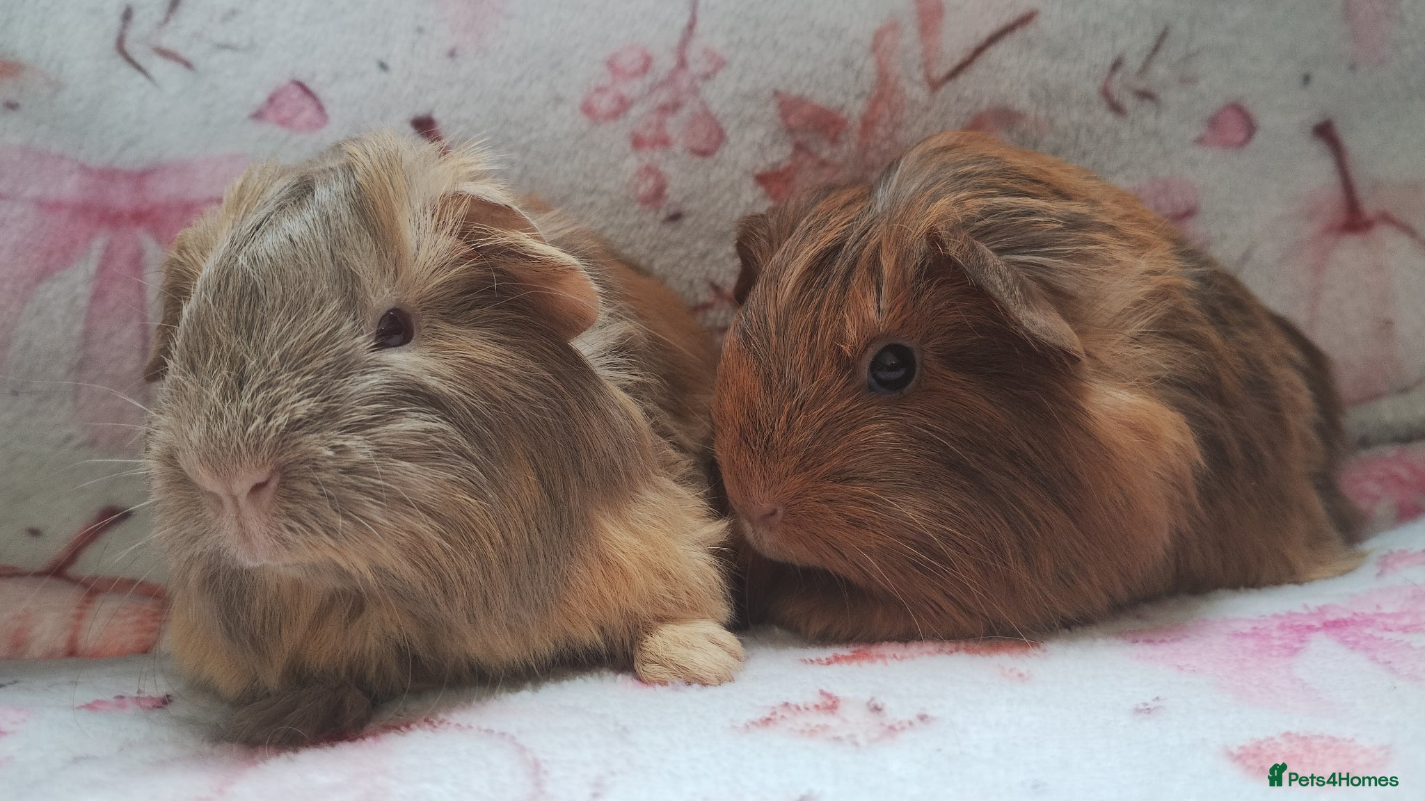 Guinea Pig rodents Delivery available cornet girls guinea pigs ready  - Advert 10
