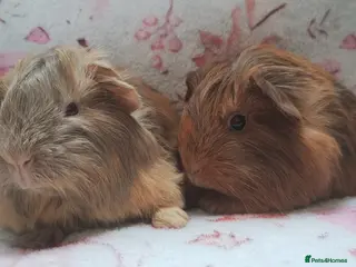 Guinea Pig rodents Delivery available cornet girls guinea pigs ready - Advert 10