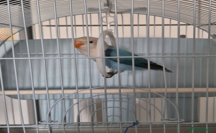 Lovebirds birds - Advert 1