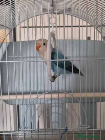 Lovebirds birds - Advert 2